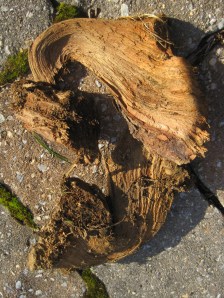 Clump of stump we want to dump